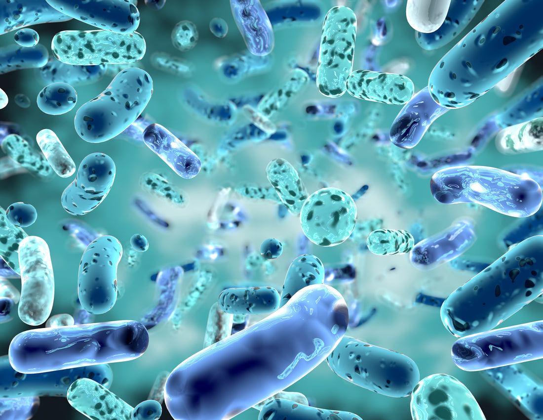 best time to take probiotic supplements