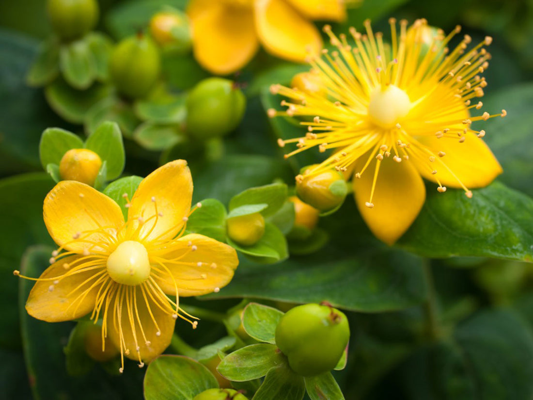 St. John's Wort Before Bed