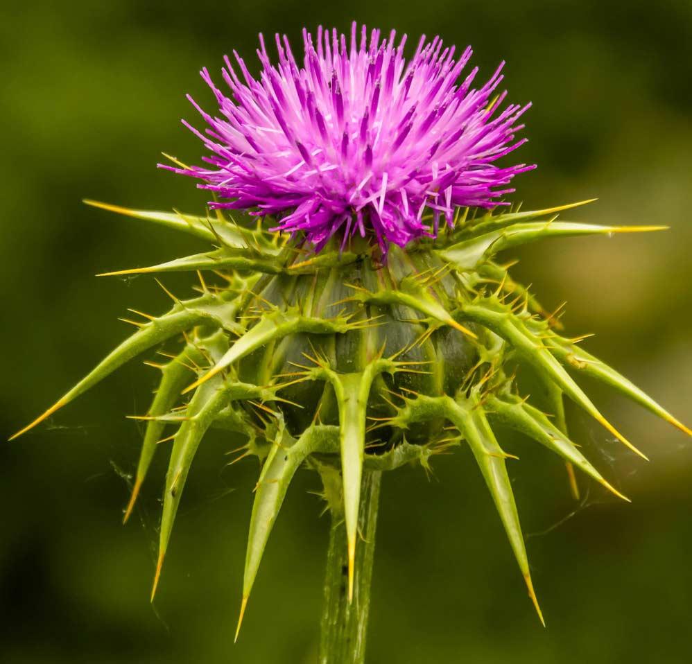 Liver Support Supplement